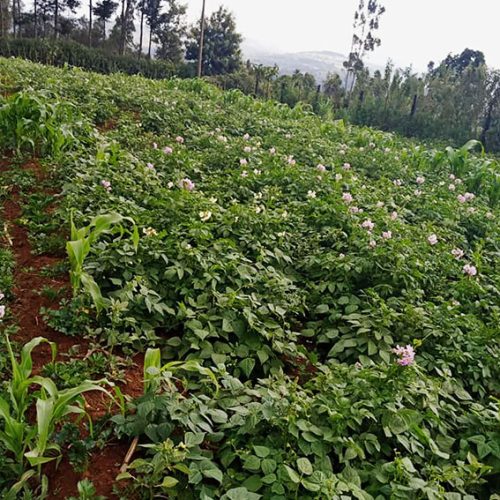 133633139_3688610341199599_2020185268573055619_n